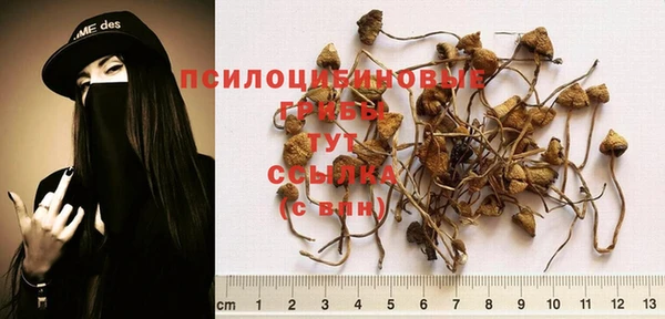 шишки Видное